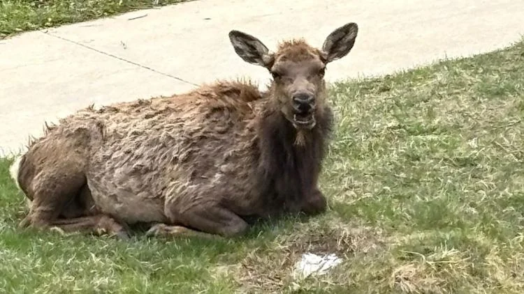 Aggressive cow elk sends man to hospital, triggers...