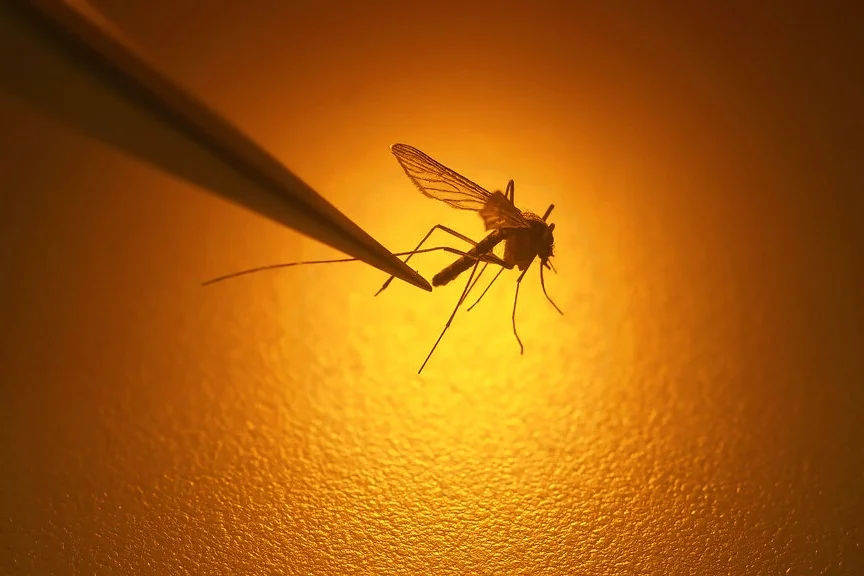 Colorado records its first West Nile Virus case of 2026