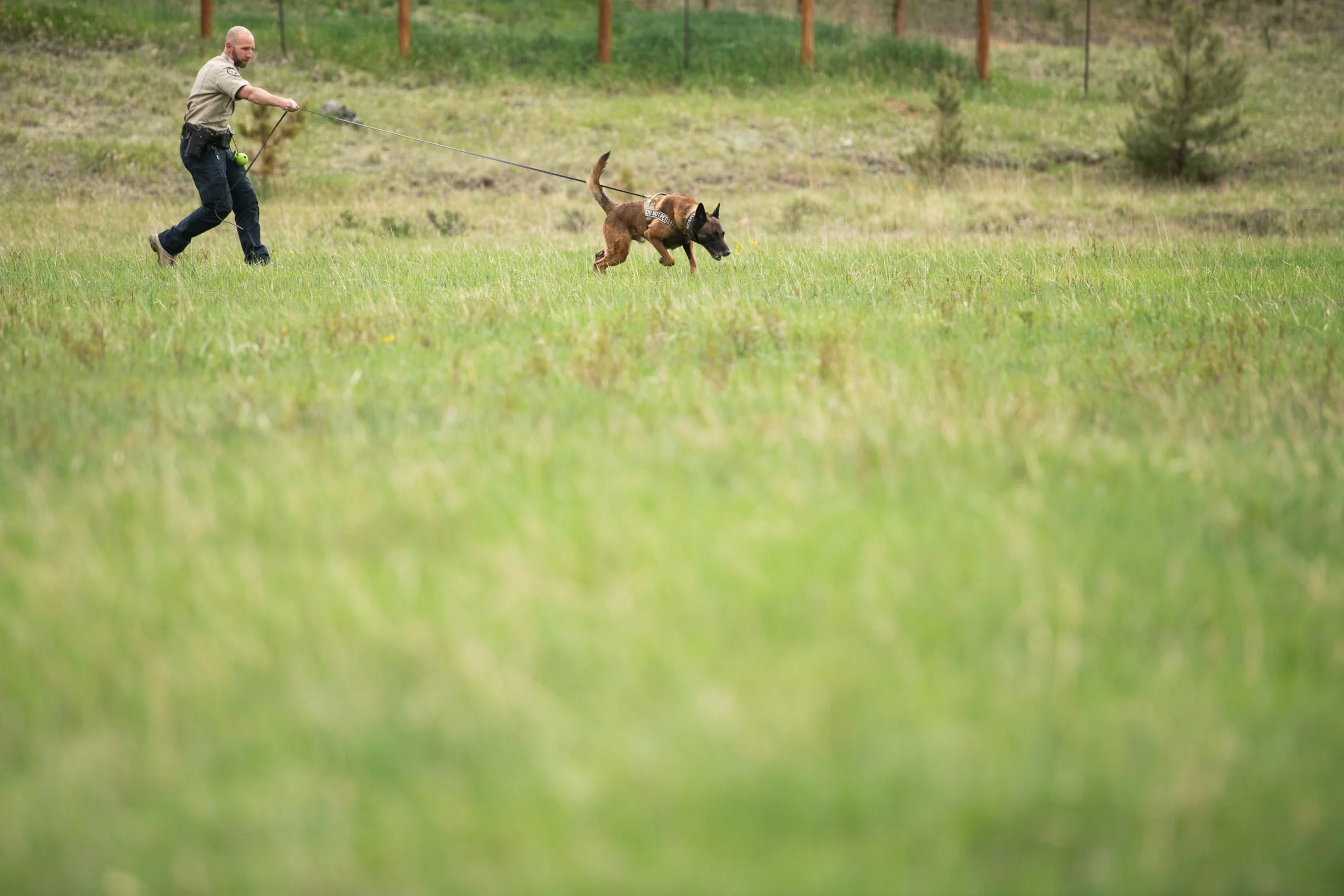 Colorado’s K-9 cops like chew toys, scratches and...