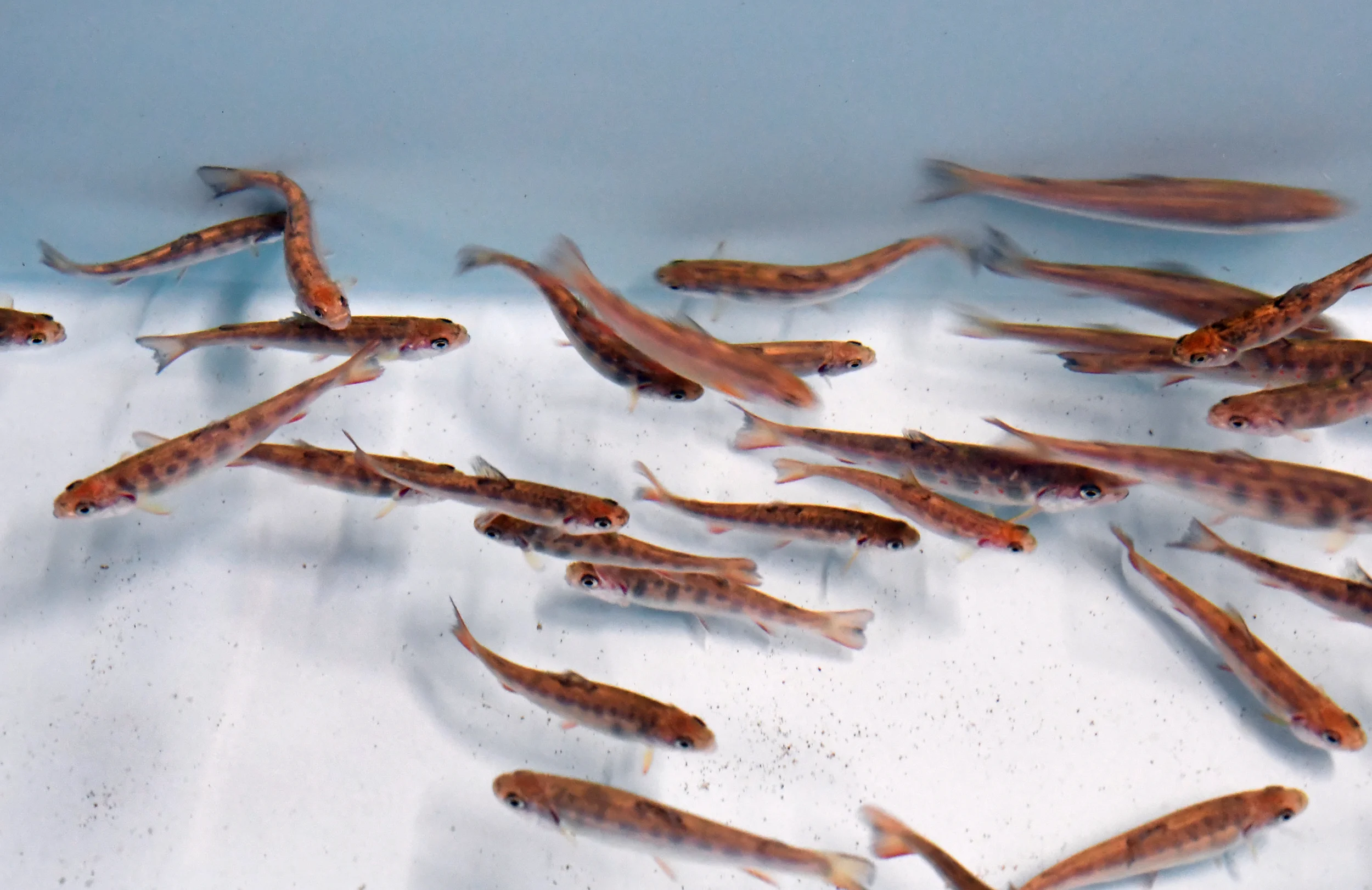 Pity the lonely brook trout: How to stop an invasion...