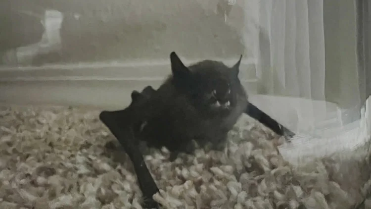 Bat in Boulder County tests positive for rabies