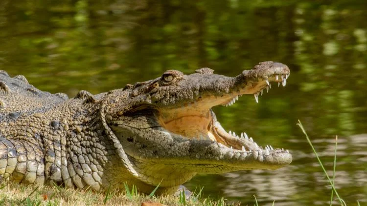 Man arrested after 3-year-old ends up in zoo crocodile...
