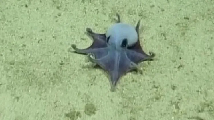 Scientists discovered a new type of octopus. It's bright