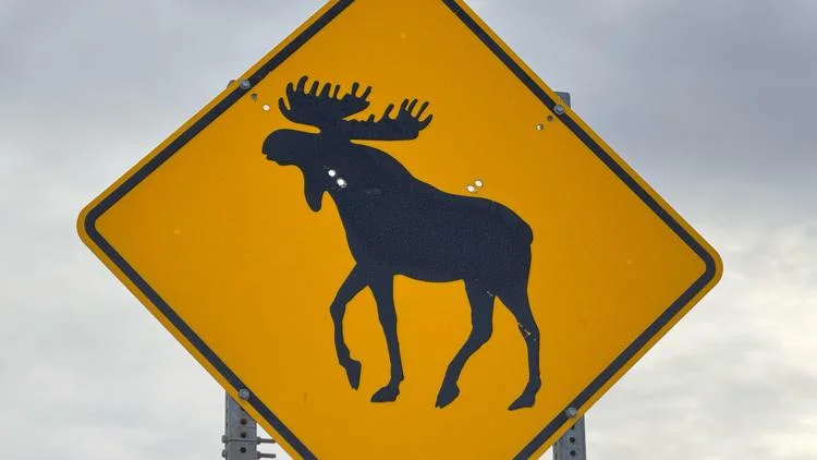 Police search for wayward moose near I-25 north of Denver