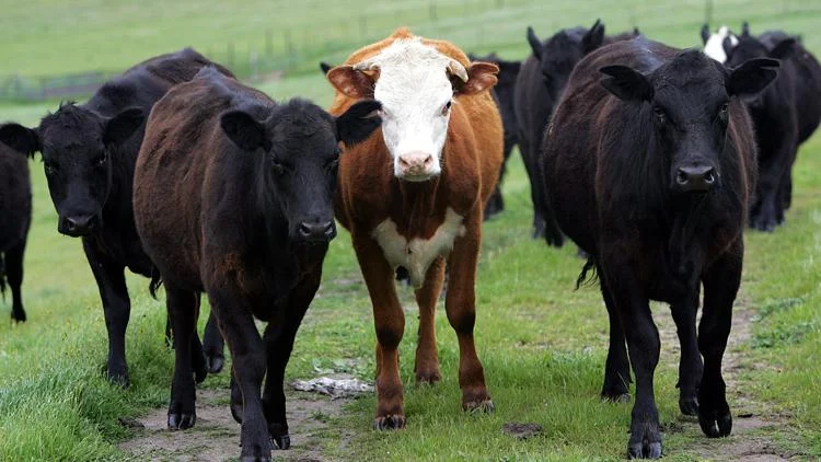 Boulder expands cattle grazing program to help with...