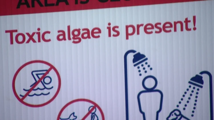 Toxic algae bloom detected at Jackson Lake prompting...