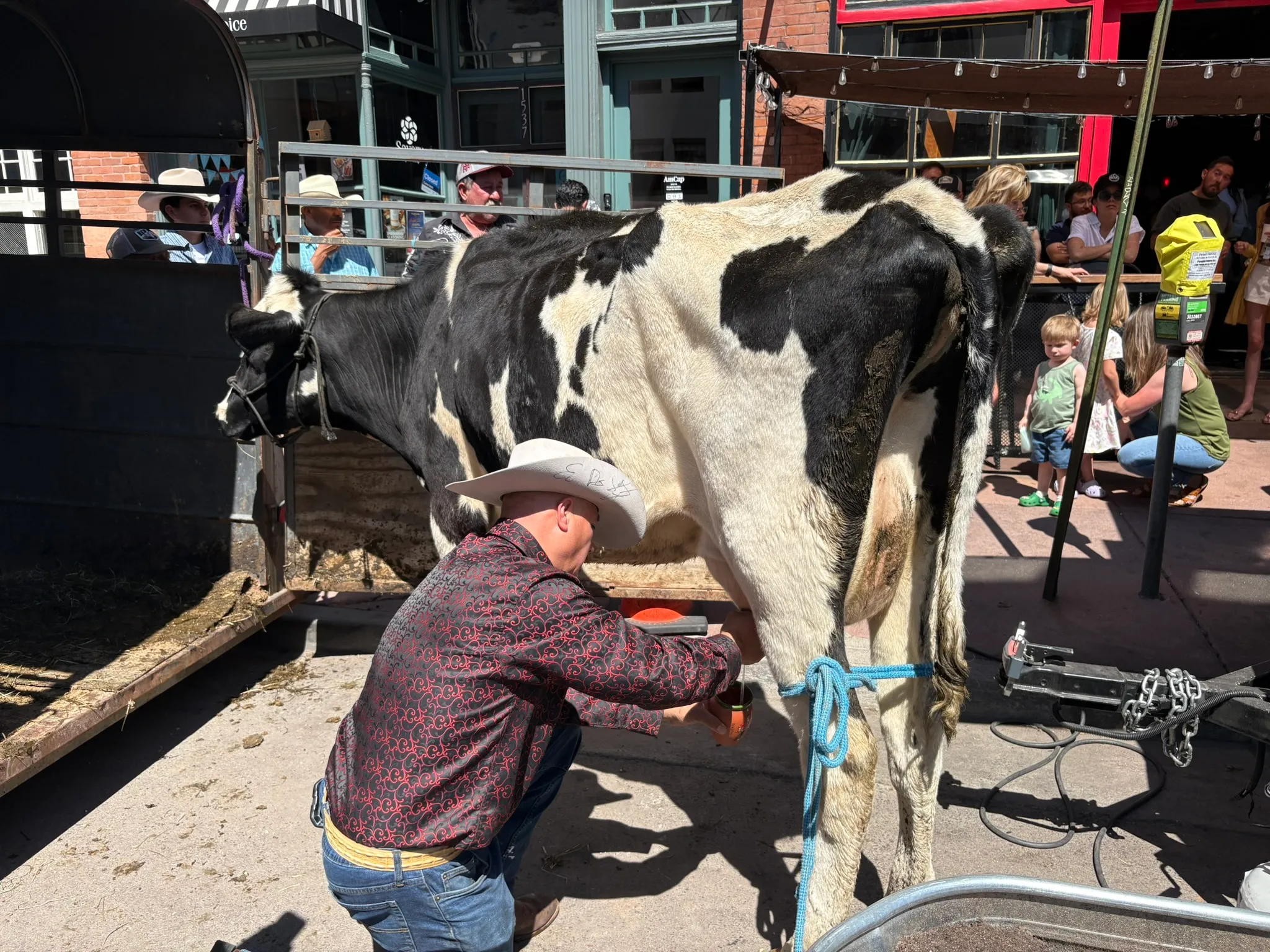 Why was there a cow on Platte Street this weekend?