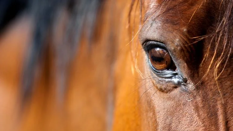 Horse stabbings at Las Vegas equestrian competition...