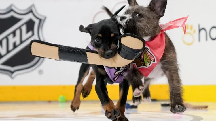NHL's 'Stanley Pup,' featuring 32 dogs competing, is...