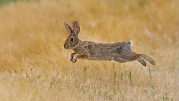 Tularemia detected in northern Colorado: Ways to reduce...