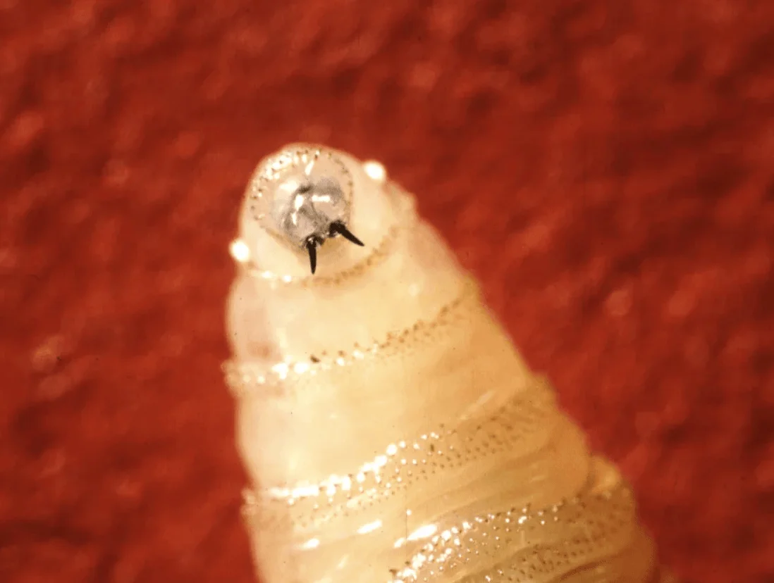 Here’s what Colorado should know about New World screwworm