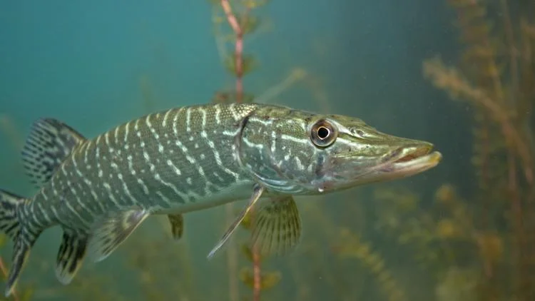 Fishing tournaments offer prizes for catching predatory...