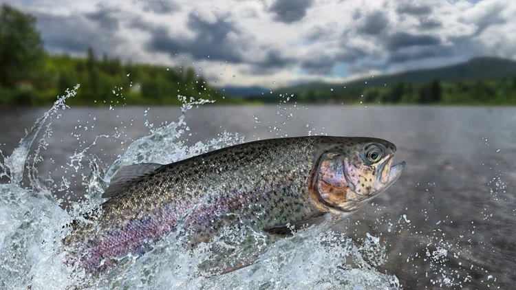 Free fishing weekend: What to know in Colorado