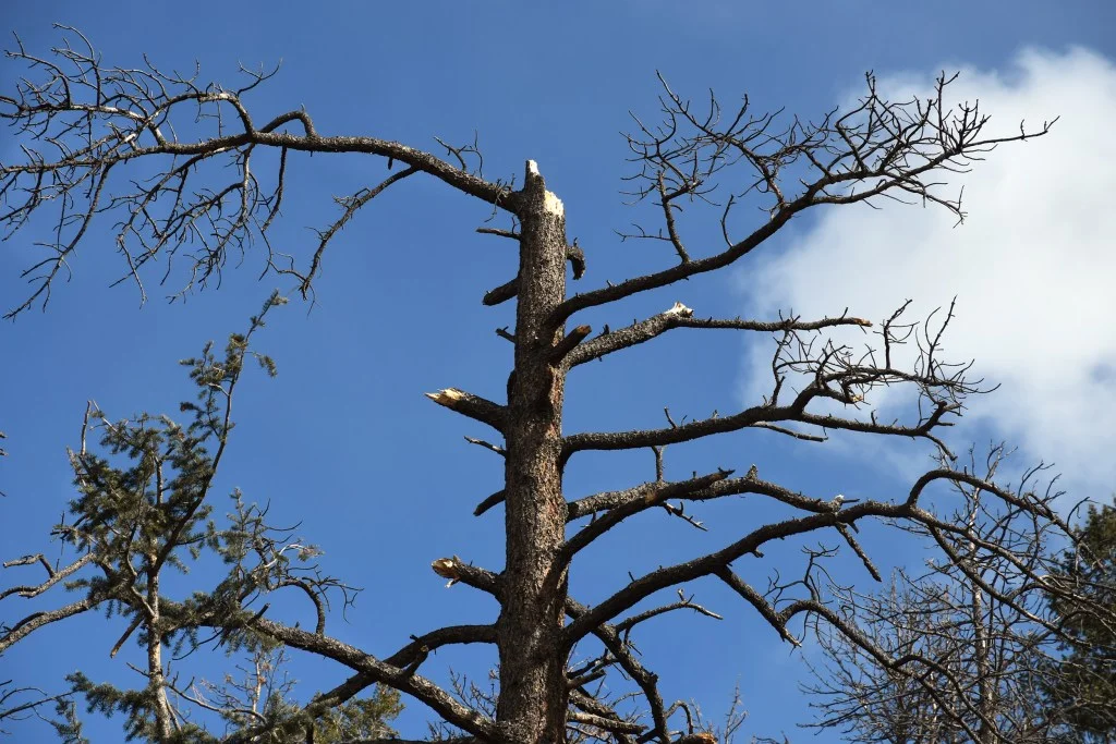Pine beetles’ feast on ponderosas accelerated 150% in