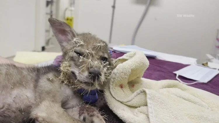 Baby coyote recovering after getting in a prickly...