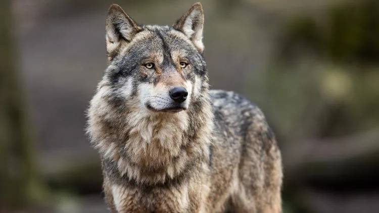 Zookeepers at an Indiana zoo were attacked by wolves...