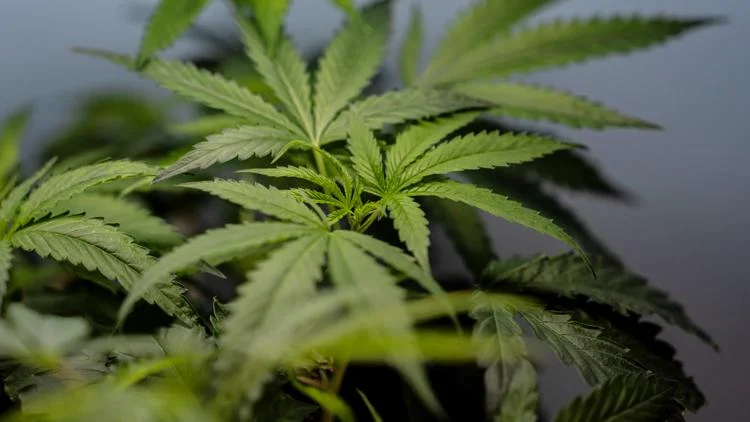 Can marijuana users own guns? What the new Supreme Court...
