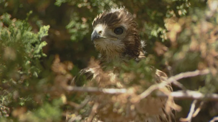 Aurora neighborhood rallies around young hawk after...