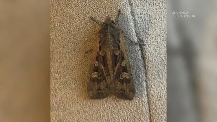 Where are the miller moths?