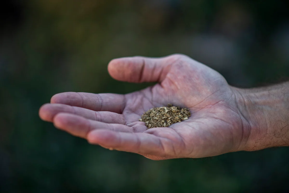 Colorado’s new ibogaine law targets unlicensed...